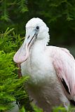 Roseate Spoonbillborder=