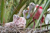 Roseate Spoonbill