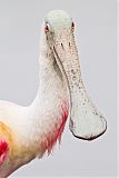 Roseate Spoonbill