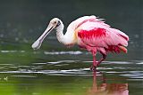 Roseate Spoonbillborder=