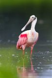 Roseate Spoonbill