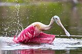 Roseate Spoonbillborder=