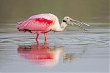 Roseate Spoonbillborder=