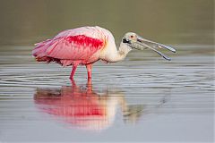 Roseate Spoonbill