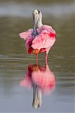 Roseate Spoonbillborder=