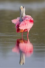 Roseate Spoonbill