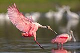 Roseate Spoonbill