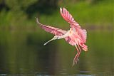 Roseate Spoonbillborder=