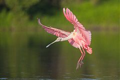 Roseate Spoonbill