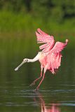 Roseate Spoonbillborder=