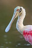 Roseate Spoonbillborder=