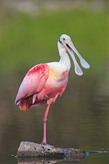 Roseate Spoonbill