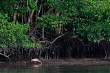 Roseate Spoonbillborder=