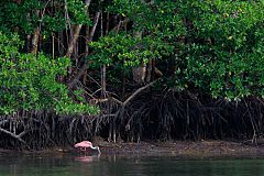 Roseate Spoonbill