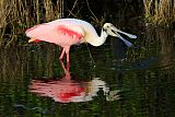 Roseate Spoonbillborder=