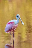 Roseate Spoonbill