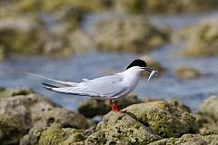 Roseate Tern