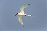 Roseate Tern