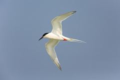 Roseate Tern