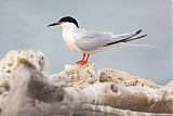 Roseate Tern