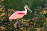 Roseate Spoonbill