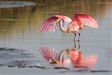 Roseate Spoonbillborder=