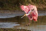 Roseate Spoonbill