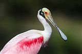 Roseate Spoonbillborder=