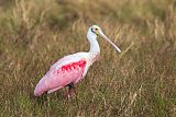 Roseate Spoonbillborder=