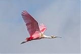 Roseate Spoonbillborder=