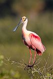 Roseate Spoonbill