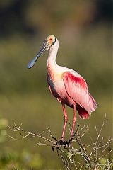 Roseate Spoonbill