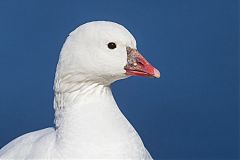 Ross's Goose