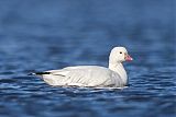 Ross's Goose