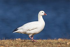 Ross's Goose