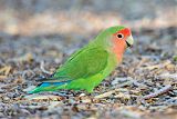 Rosy-faced Lovebird