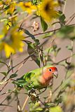 Rosy-faced Lovebird