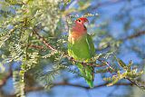 Rosy-faced Lovebird