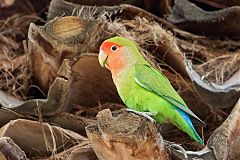 Rosy-faced Lovebird