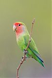 Rosy-faced Lovebird