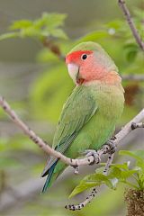 Rosy-faced Lovebird