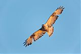 Rough-legged Hawk