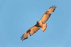 Rough-legged Hawk