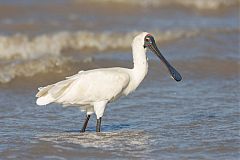 Royal Spoonbill