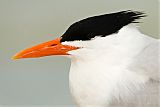 Royal Tern