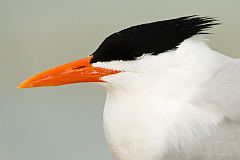 Royal Tern