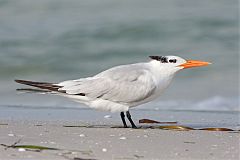 Royal Tern