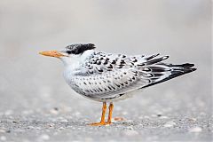 Royal Tern