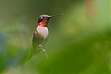 Ruby-throated Hummingbirdborder=