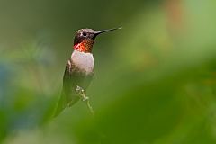 Ruby-throated Hummingbird